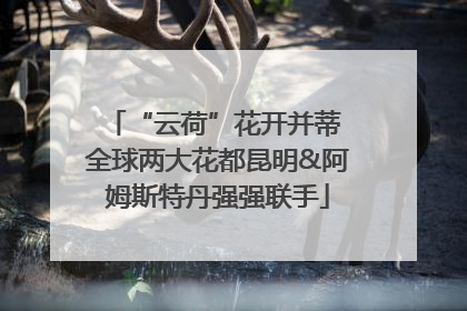 “云荷”花开并蒂 全球两大花都昆明&阿姆斯特丹强强联手