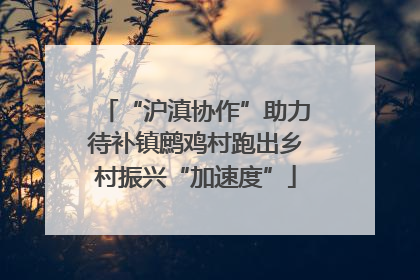 “沪滇协作”助力待补镇鹧鸡村跑出乡村振兴“加速度”