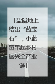 盐碱地上结出“蓝宝石”，小蓝莓串起乡村振兴全产业链