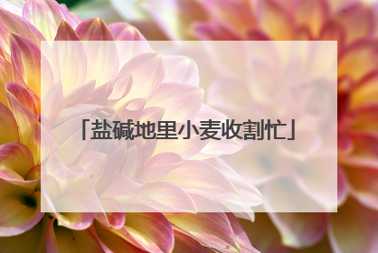 盐碱地里小麦收割忙