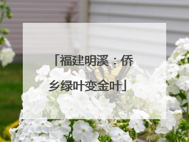 福建明溪：侨乡绿叶变金叶