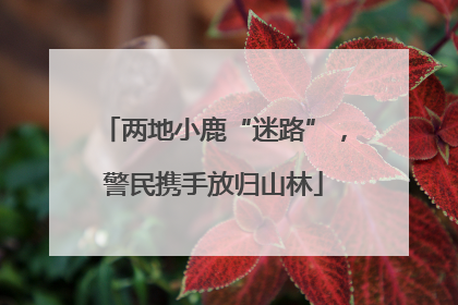 两地小鹿“迷路”，警民携手放归山林
