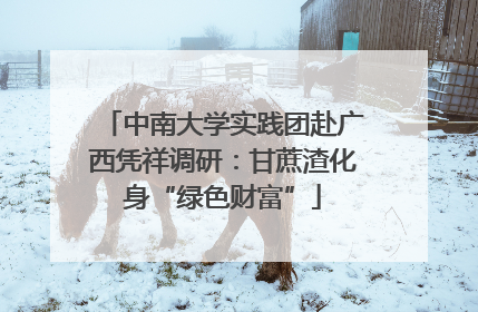 中南大学实践团赴广西凭祥调研：甘蔗渣化身“绿色财富”