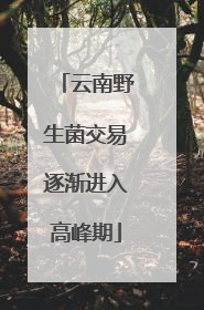 云南野生菌交易逐渐进入高峰期