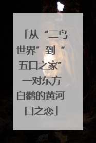 从“二鸟世界”到“五口之家” 一对东方白鹳的黄河口之恋
