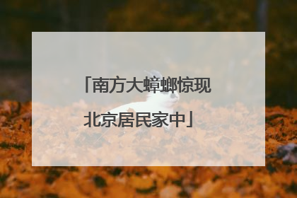南方大蟑螂惊现北京居民家中