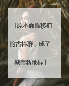 原本面临移植的古樟群，成了城市新地标