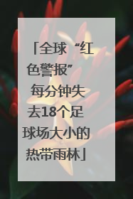 全球“红色警报”  每分钟失去18个足球场大小的热带雨林