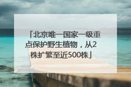 北京唯一国家一级重点保护野生植物，从2株扩繁至近500株