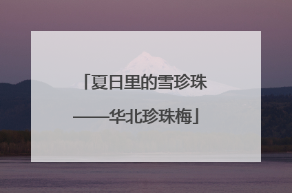 夏日里的雪珍珠——华北珍珠梅