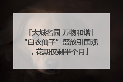 大城名园 万物和谐│“白衣仙子”盛放引围观，花期仅剩半个月