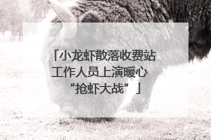小龙虾散落收费站 工作人员上演暖心“抢虾大战”