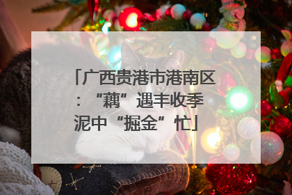 广西贵港市港南区：“藕”遇丰收季 泥中“掘金”忙