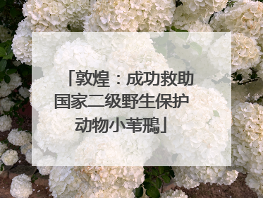 敦煌：成功救助国家二级野生保护动物小苇鳽
