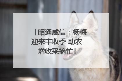 昭通威信：杨梅迎来丰收季 助农增收采摘忙