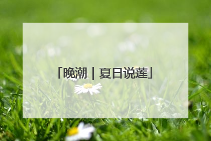 晚潮｜夏日说莲