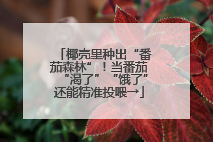 椰壳里种出“番茄森林”！当番茄“渴了”“饿了”还能精准投喂→