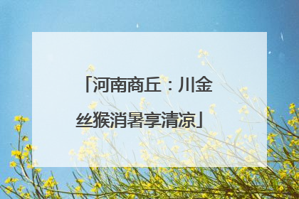 河南商丘：川金丝猴消暑享清凉