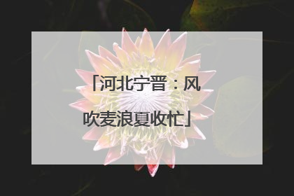 河北宁晋：风吹麦浪夏收忙