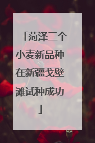 菏泽三个小麦新品种在新疆戈壁滩试种成功