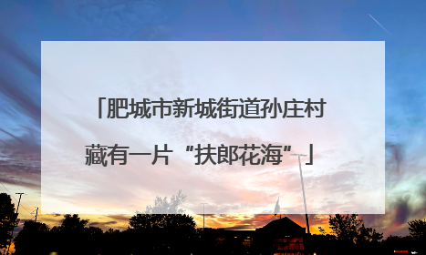 肥城市新城街道孙庄村藏有一片“扶郎花海”