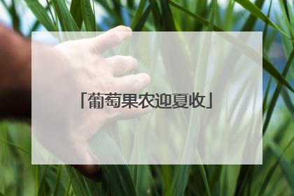 葡萄果农迎夏收