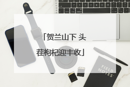 贺兰山下 头茬枸杞迎丰收