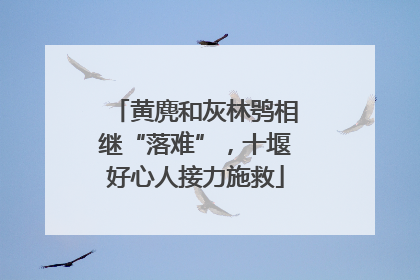 黄麂和灰林鸮相继“落难”，十堰好心人接力施救